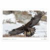Golden Eagle-horizontal Poster v1