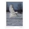 Snowy Owl-vertical Poster v1